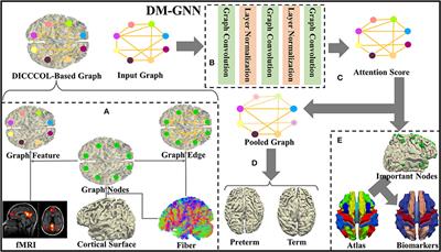 Differentiate preterm and term infant brains and characterize the corresponding biomarkers via DICCCOL-based multi-modality graph neural networks